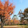 紅葉と大阪城