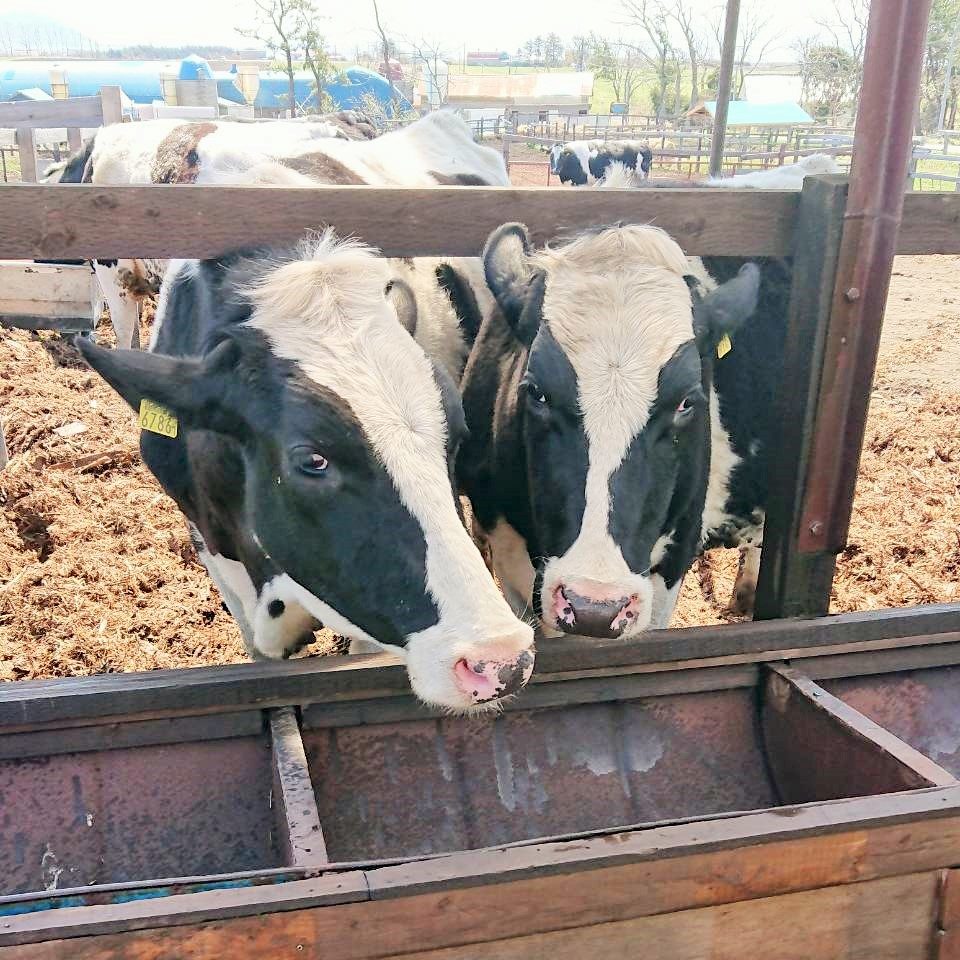 「函館牛乳　あいす１１８」牧場の牛たち
