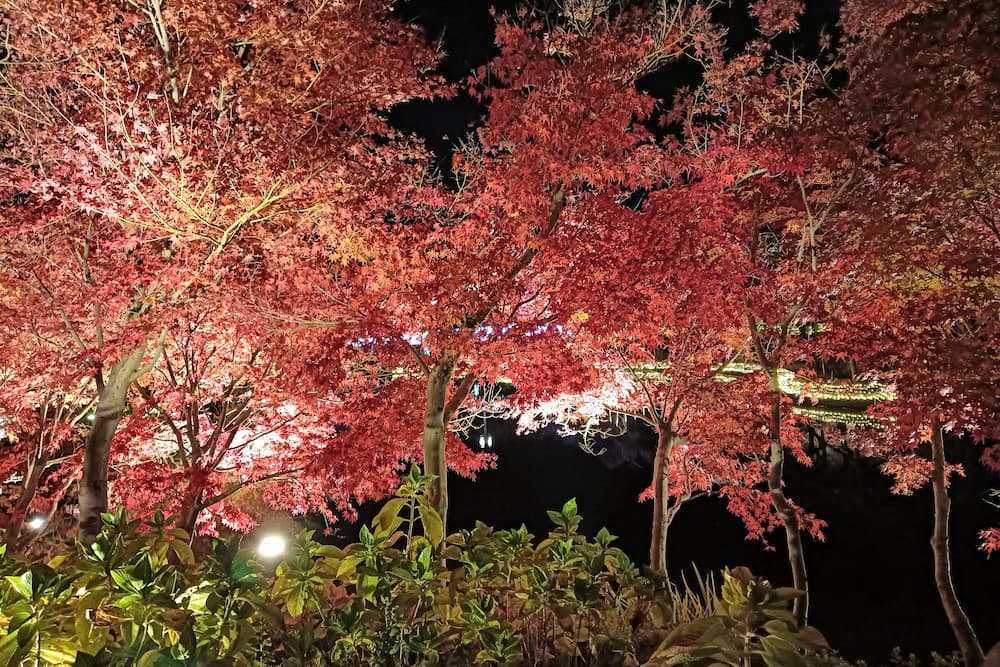 なばなの里イルミネーション