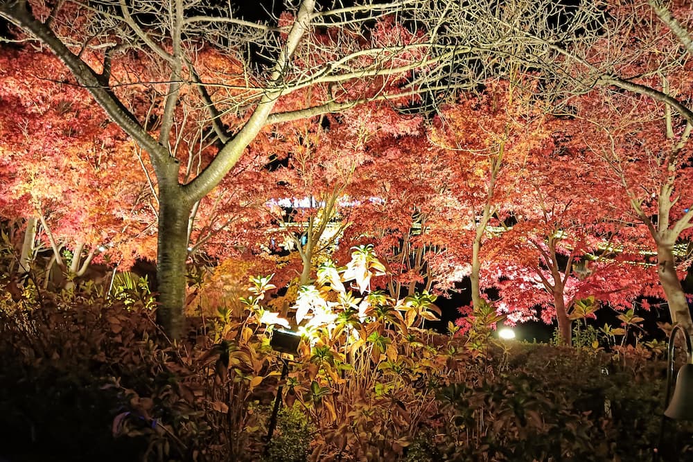 なばなの里イルミネーション