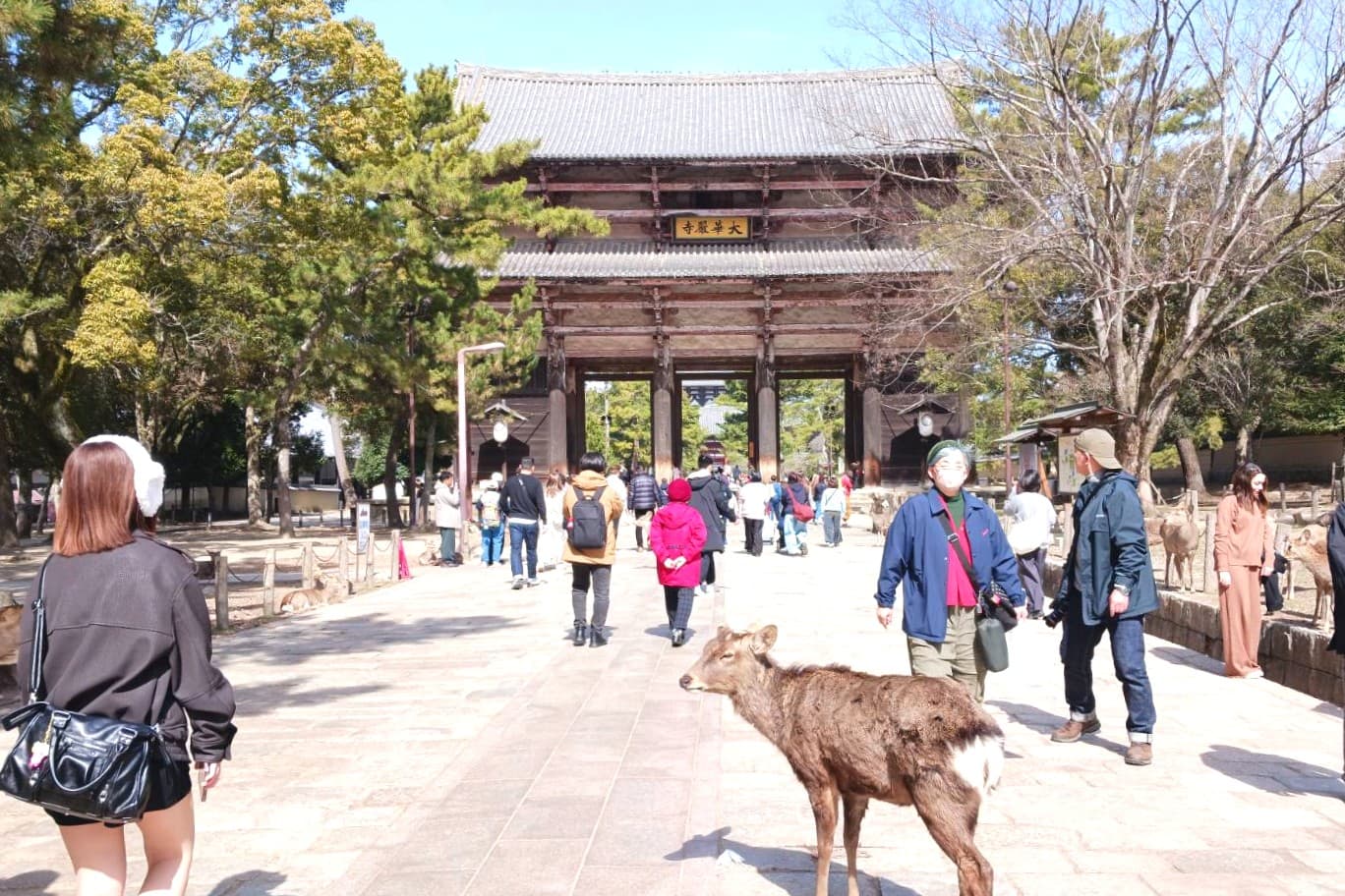 奈良公園　梅と鹿