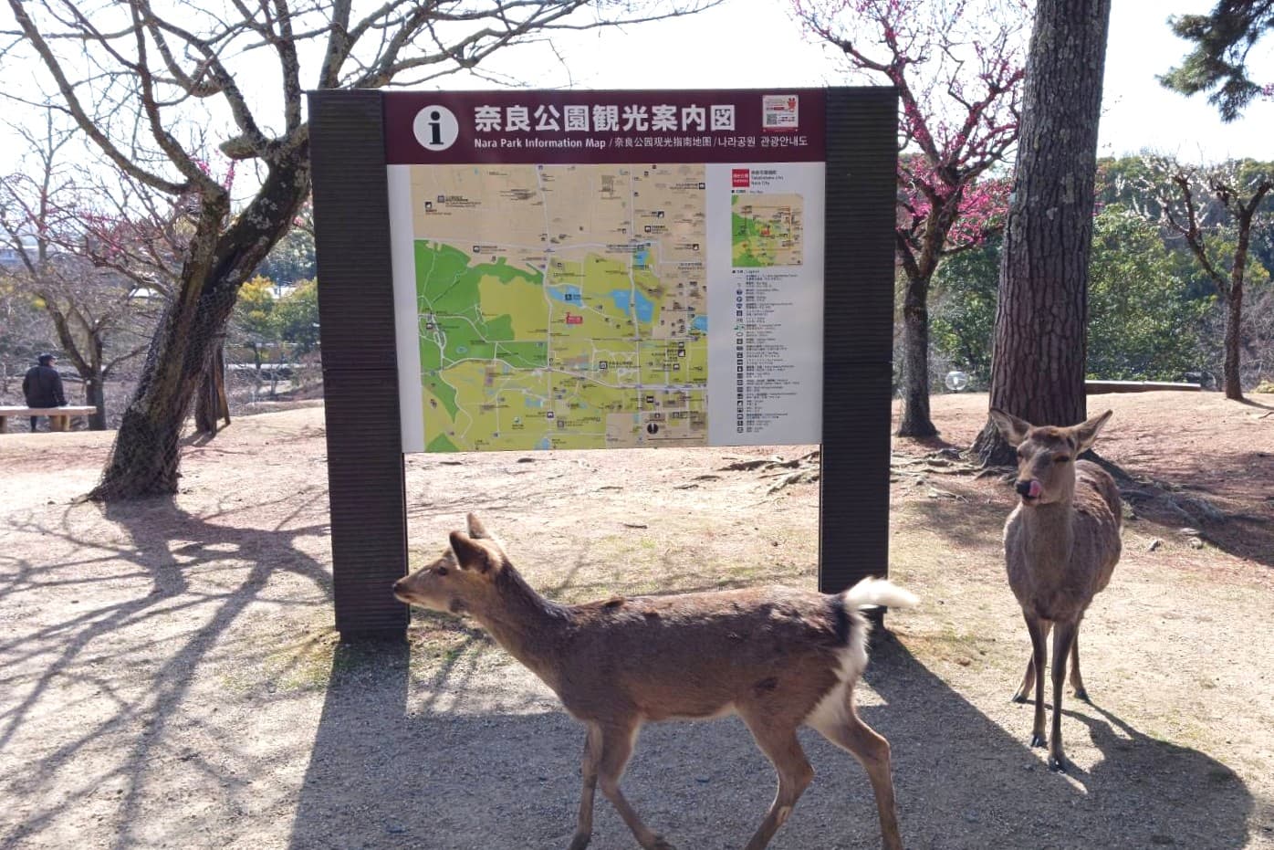 奈良公園　梅と鹿