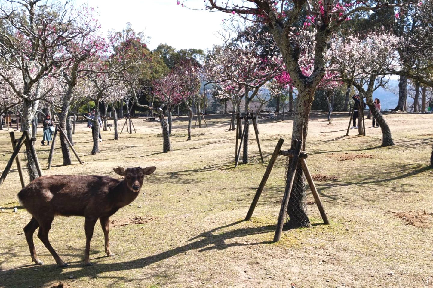 奈良公園　梅と鹿