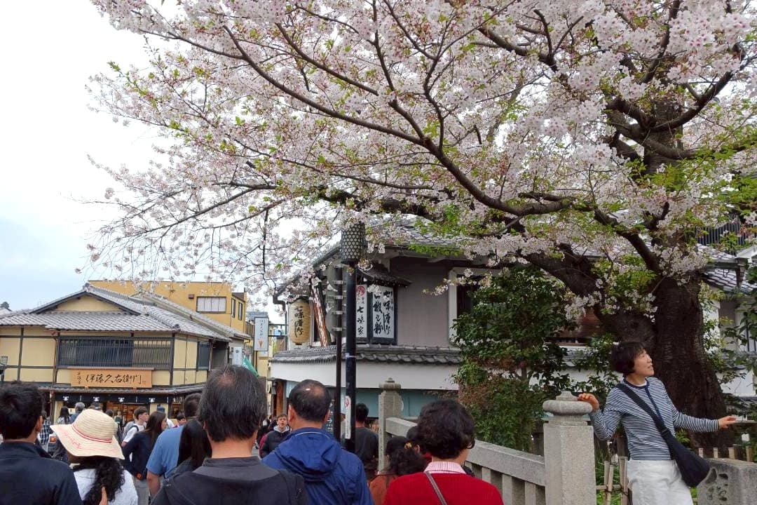 京都 清水寺 さくら
