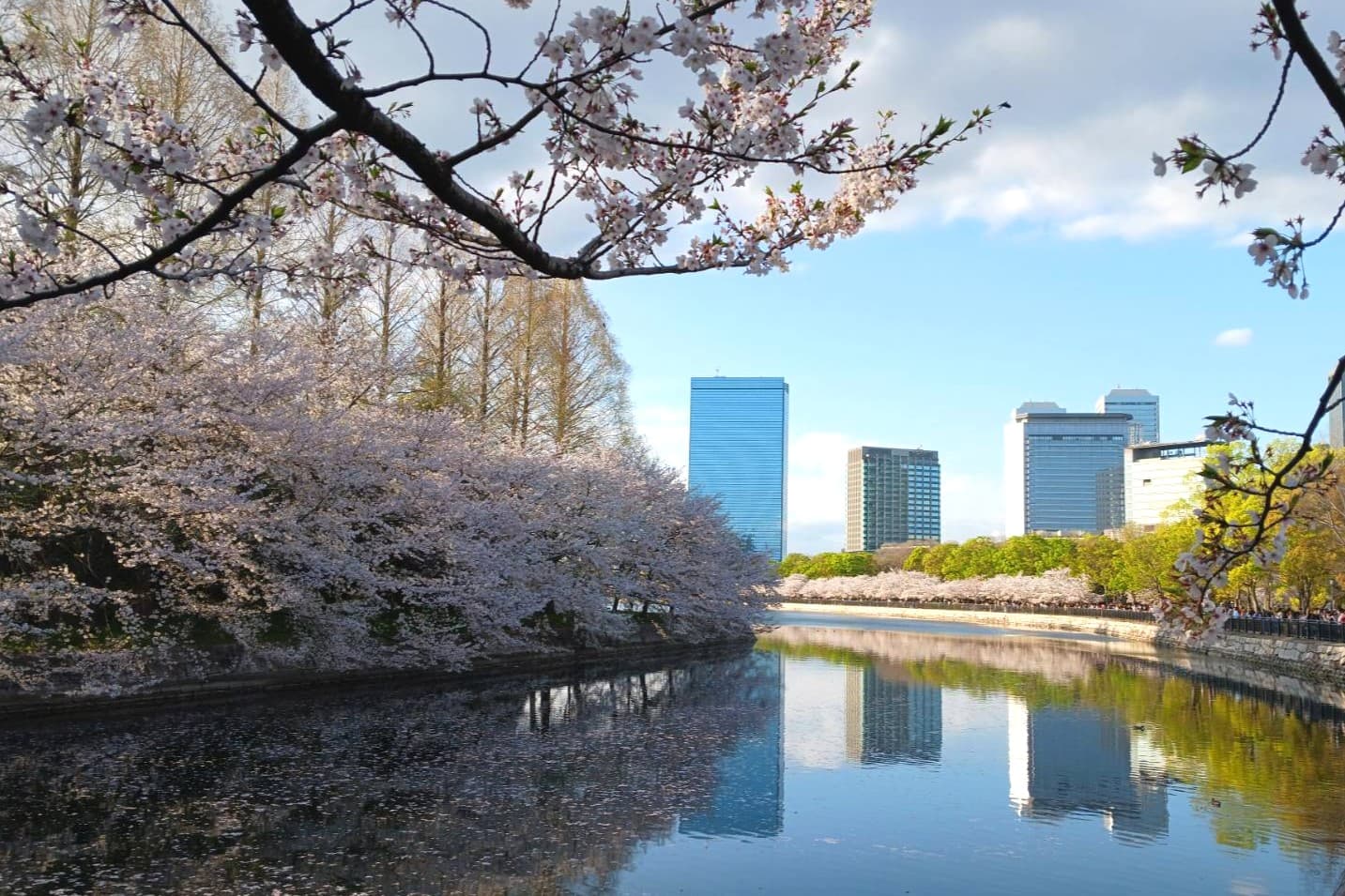 大阪城桜