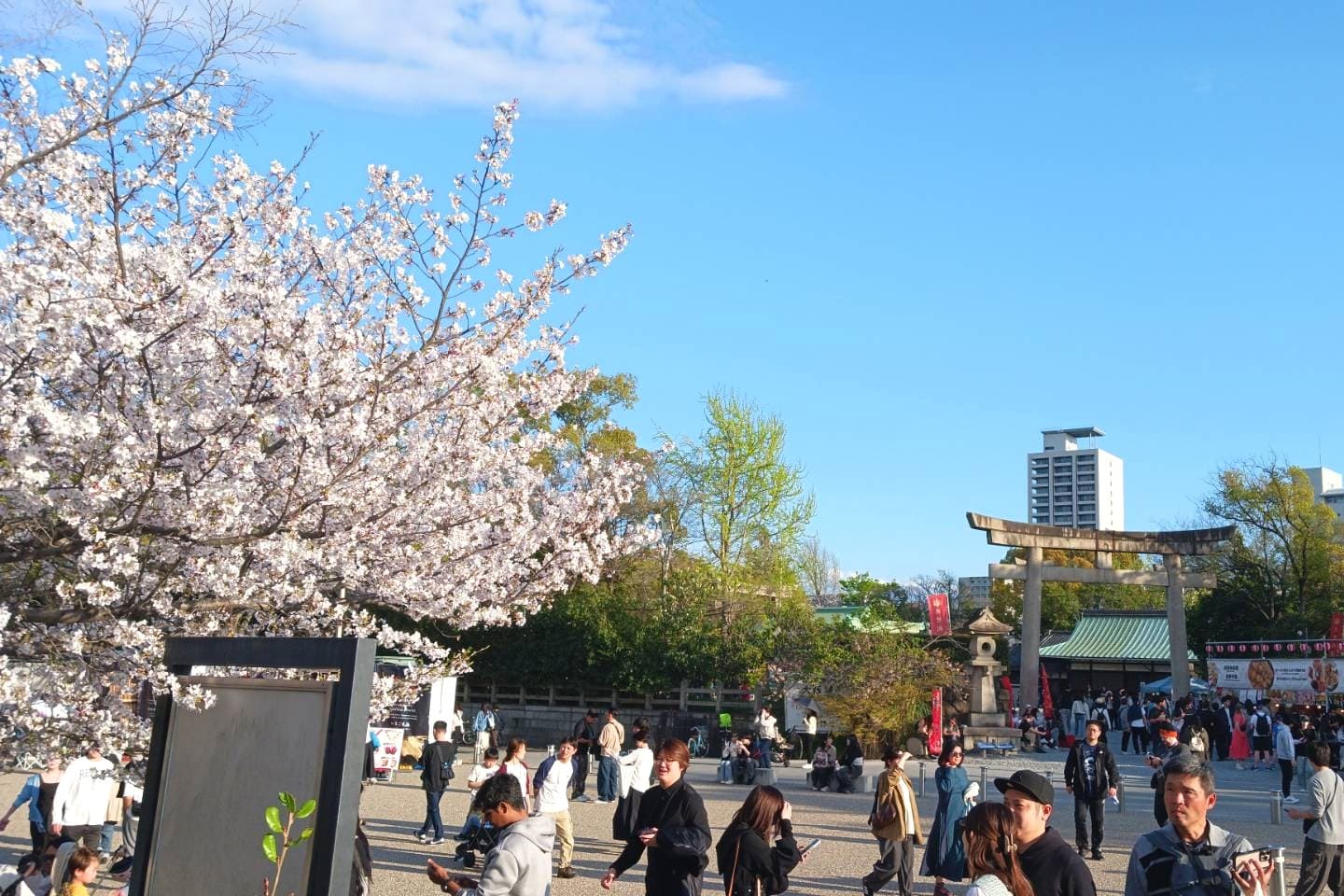 大阪城桜