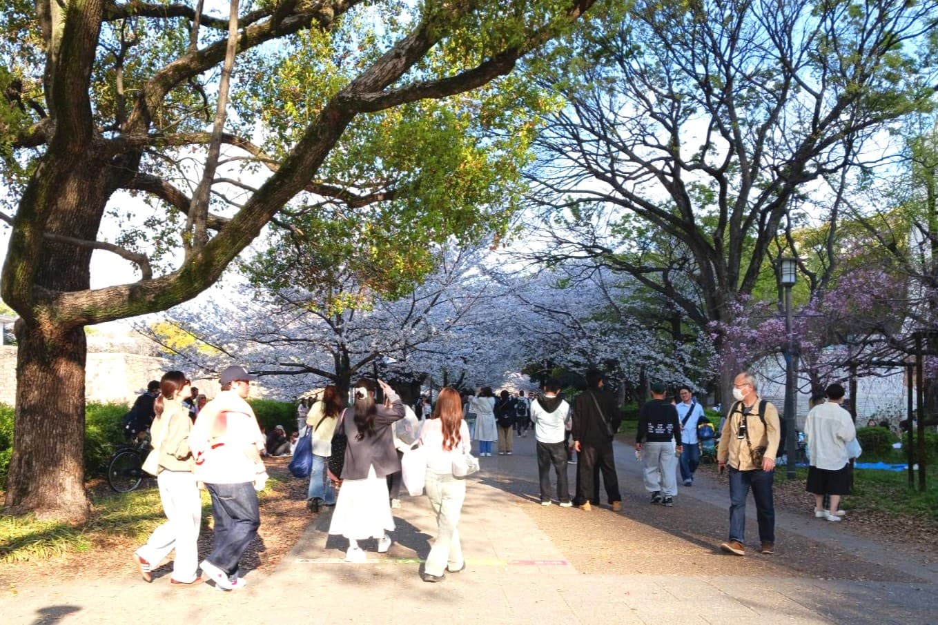 大阪城桜