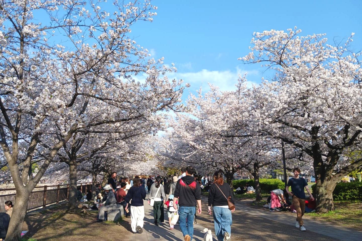 大阪城桜