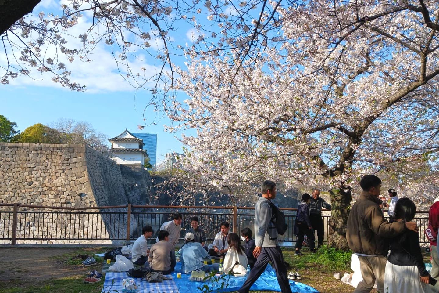 大阪城桜